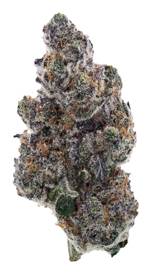 Black Tuna
