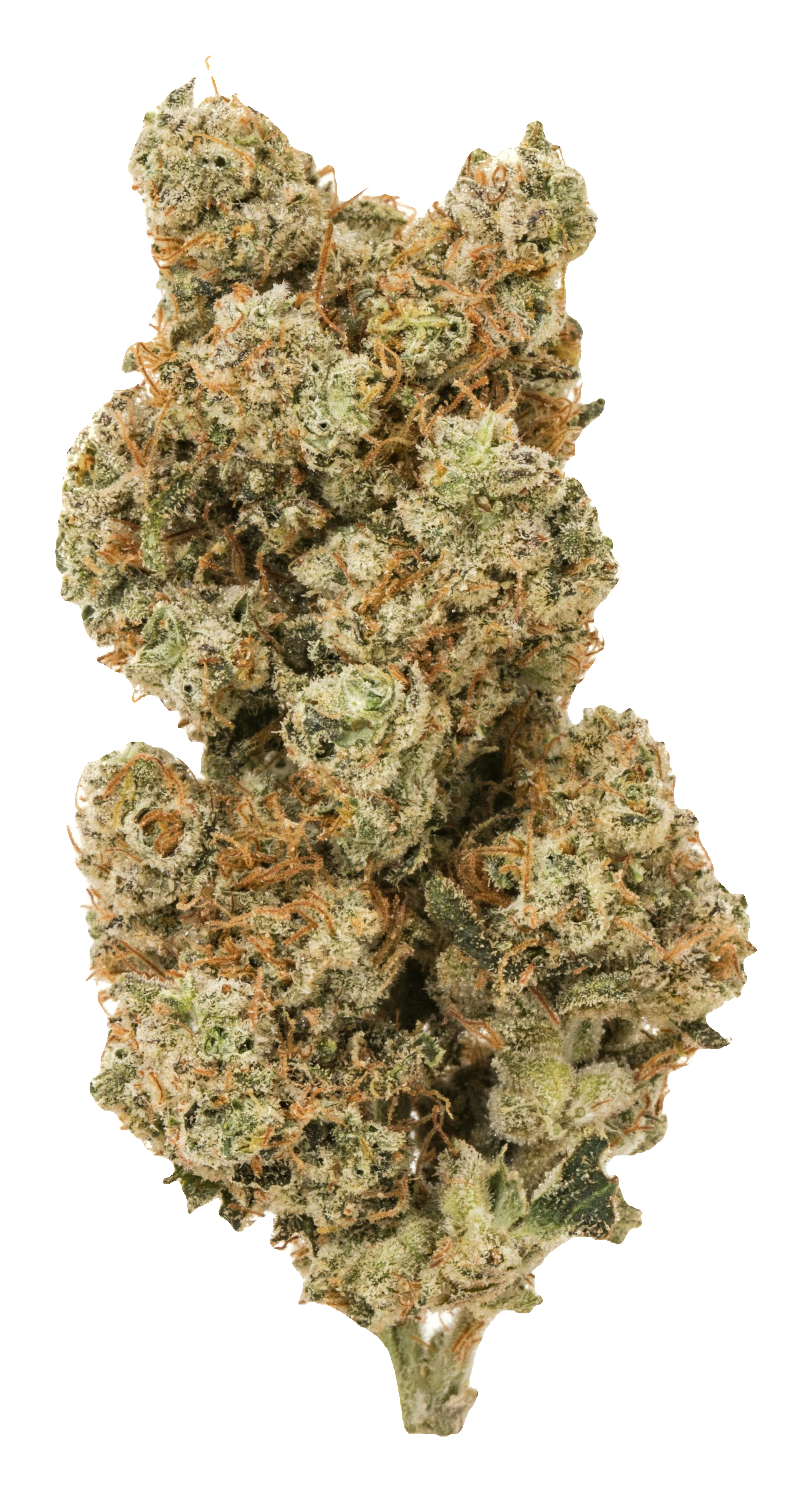 White Widow