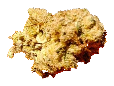 Mac Monkey (Blue Monkey)